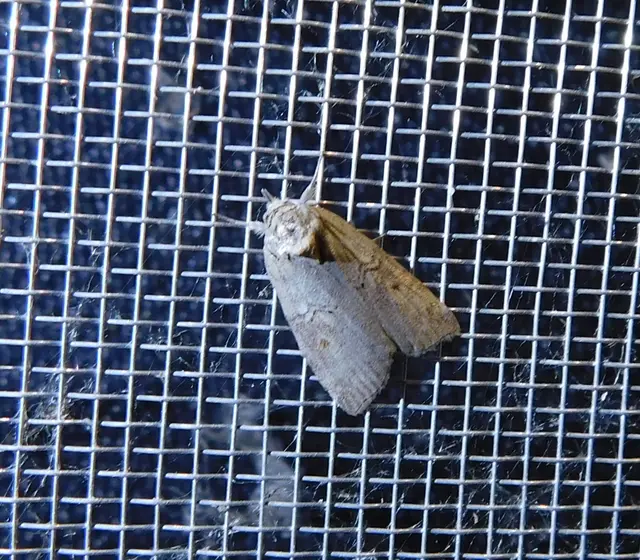 Nycteola asiatica - nyárfa-trapézbagoly