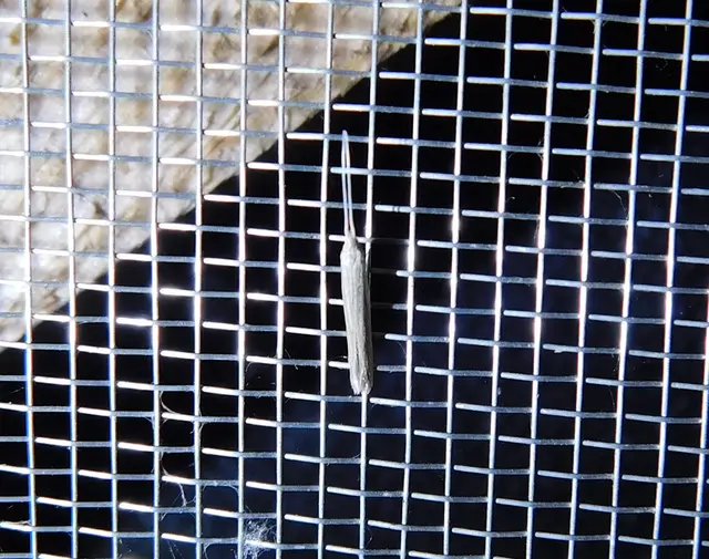Coleophora