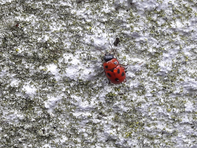 Gonioctena fornicata - közönséges lucernabogár