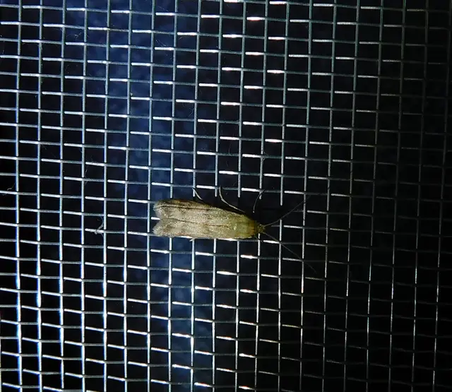 Homoeosoma sinuella - agyagsárga karcsúmoly