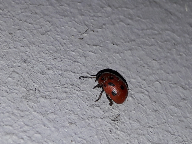 Gonioctena fornicata - közönséges lucernabogár
