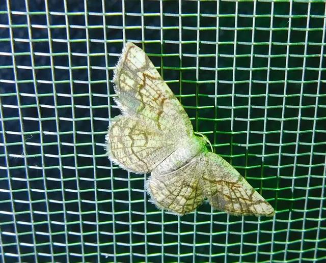 Stegania dilectaria - fehérnyár-araszoló