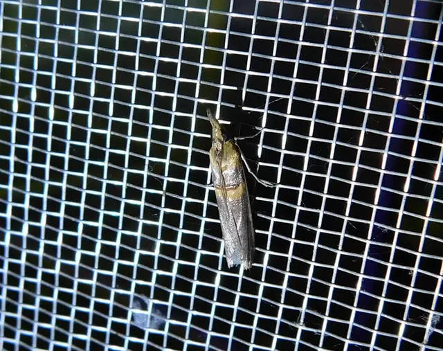 Etiella zinckenella - akácmoly