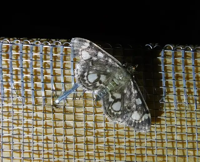 Anania coronata - koronás dudvamoly