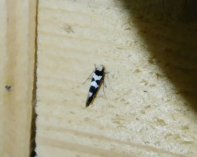 Neurothaumasia ankerella - magyarmoly