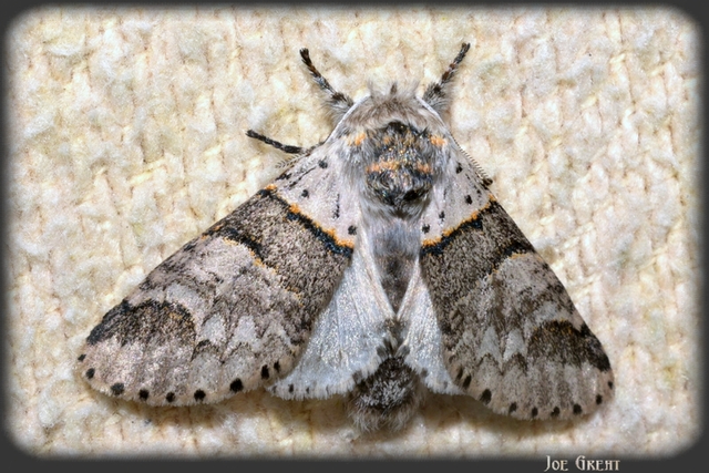 Furcula bifida - kis púposszövő