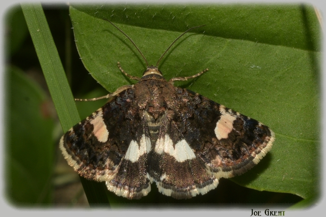 Tyta luctuosa - fekete nappalibagoly