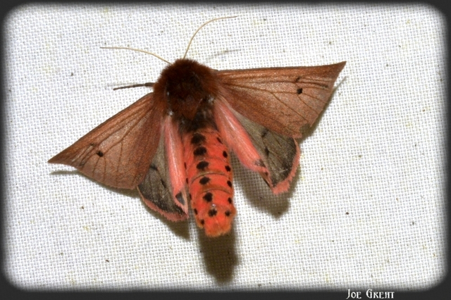 Phragmatobia fuliginosa - füstös medvelepke