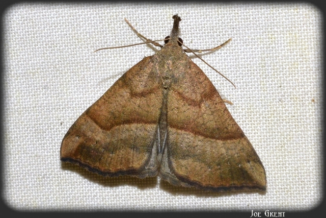 Hypena proboscidalis - ormányos karcsúbagoly