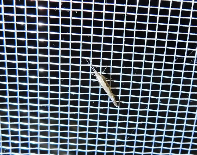 Plutella xylostella - káposztamoly