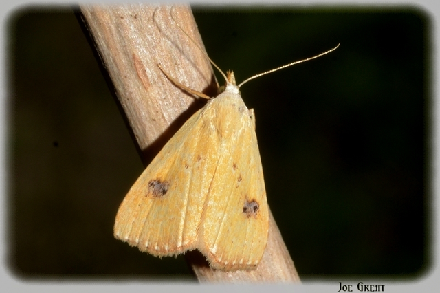 Rivula sericealis - selymes lórombagoly