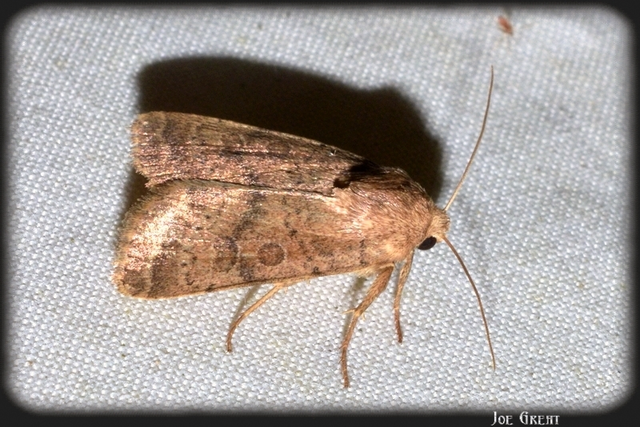 Hoplodrina octogenaria - barna selymesbagoly