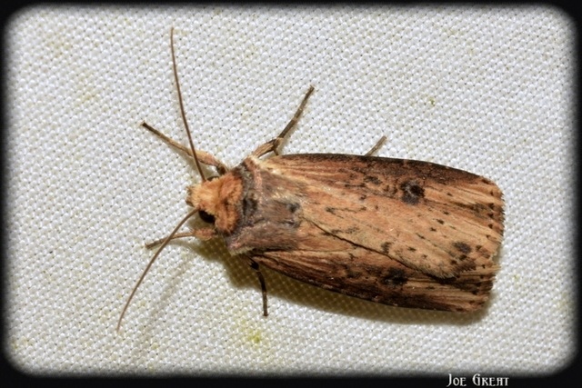 Axylia putris - vonalkás földibagoly