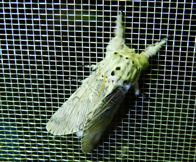 Cerura vinula - nagy púposszövő