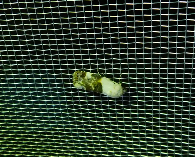 Acontia lucida - fehér nappalibagoly