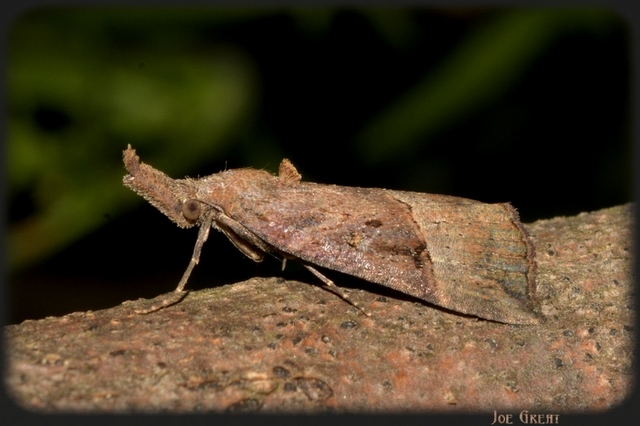 Hypena rostralis - közönséges karcsúbagoly