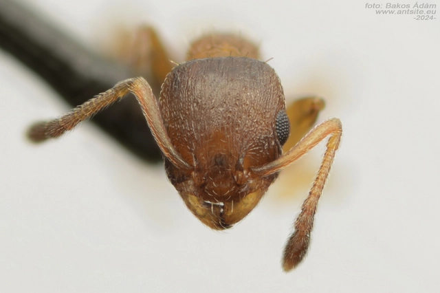 Temnothorax albipennis - ligeti kéreghangya