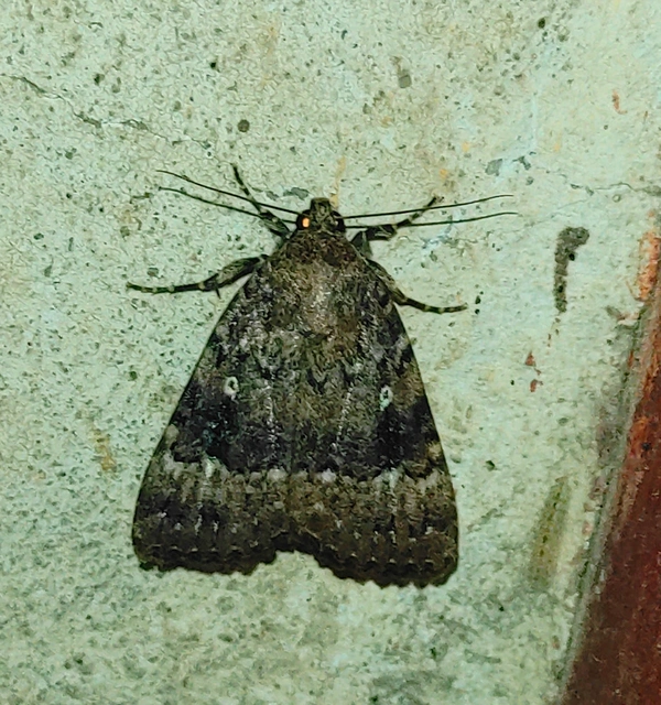 Amphipyra pyramidea - fahéjszínű bagoly