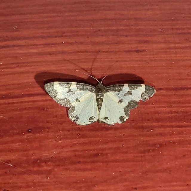 Lomaspilis marginata - szegélyes nyárfaaraszoló