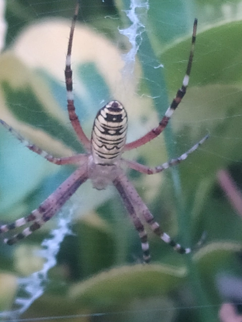 Argiope bruennichi - darázspók