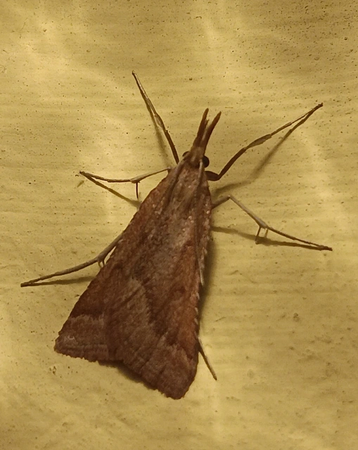 Synaphe punctalis - hosszúlábú fényilonca