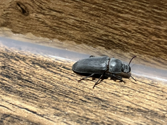 Tenebrio molitor - közönséges lisztbogár