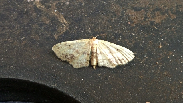 Idaea dimidiata - gyakori apróaraszoló
