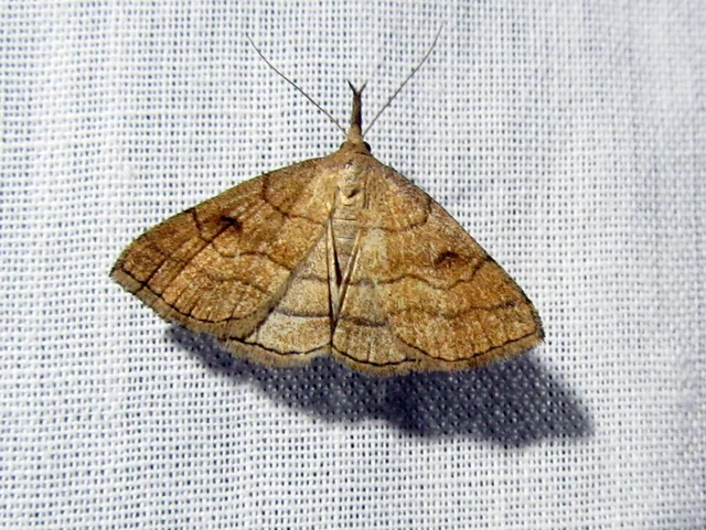 Polypogon gryphalis - láperdei karcsúbagoly