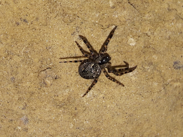 Metellina merianae - rejtett keresztespók