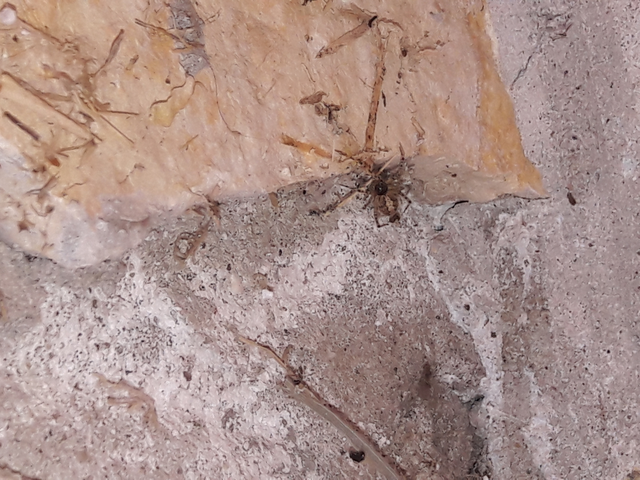 Theridion