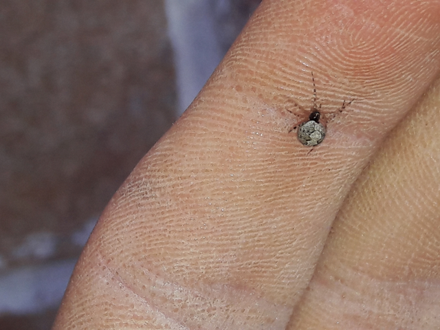 Theridion