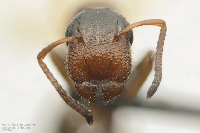 Colobopsis truncata - kapushangya