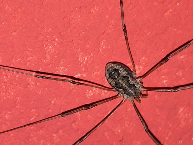 Opiliones - Kaszáspókok