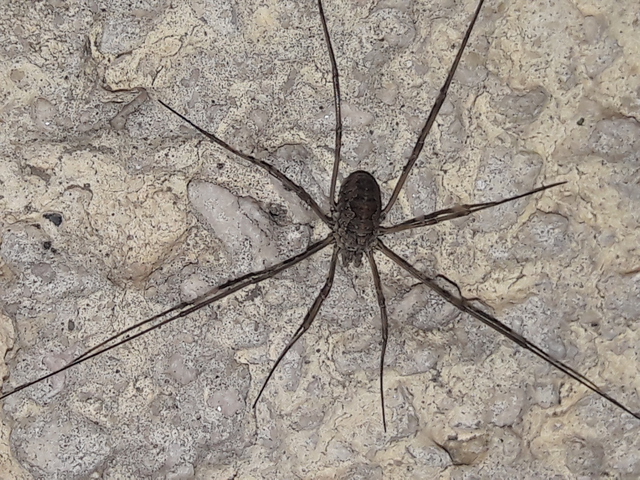 Opiliones - Kaszáspókok