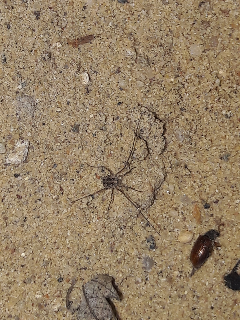 Opiliones - Kaszáspókok