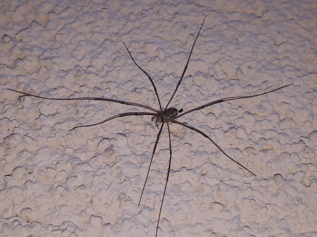 Opiliones - Kaszáspókok