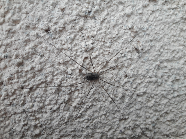Opiliones - Kaszáspókok