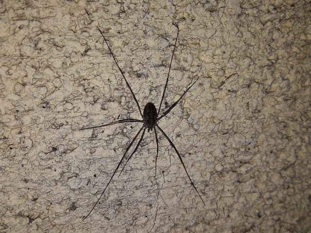 Opiliones - Kaszáspókok