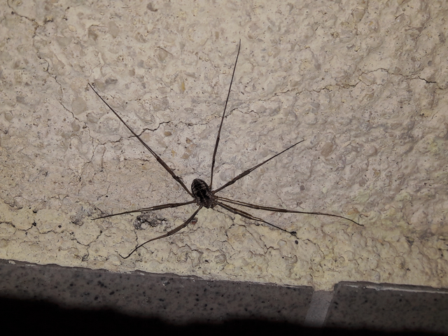 Opiliones - Kaszáspókok