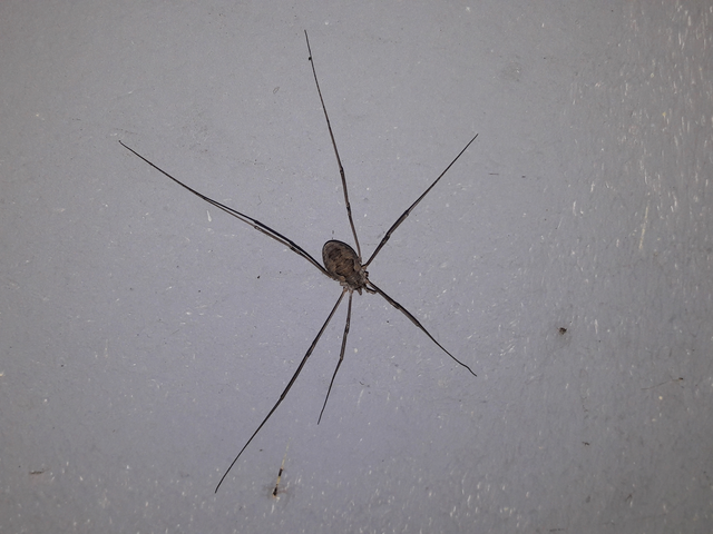 Opiliones - Kaszáspókok