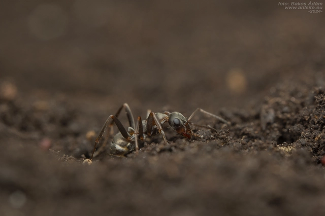 Formica cunicularia - gyakori rabszolgahangya