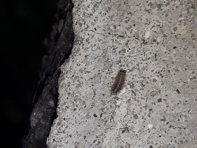 Diplopoda - Ikerszelvényesek