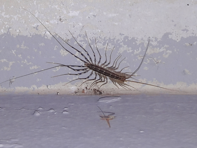 Chilopoda - Százlábúak