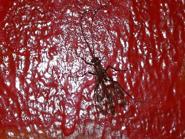 Ophion obscuratus