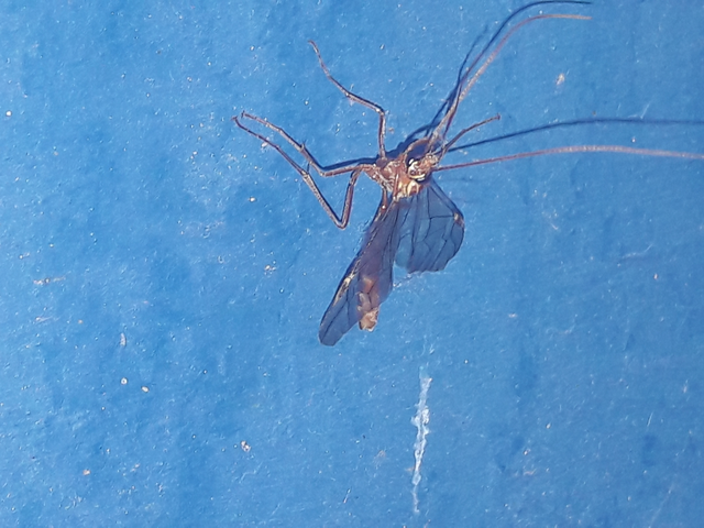 Ophion obscuratus