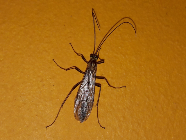 Ophion obscuratus