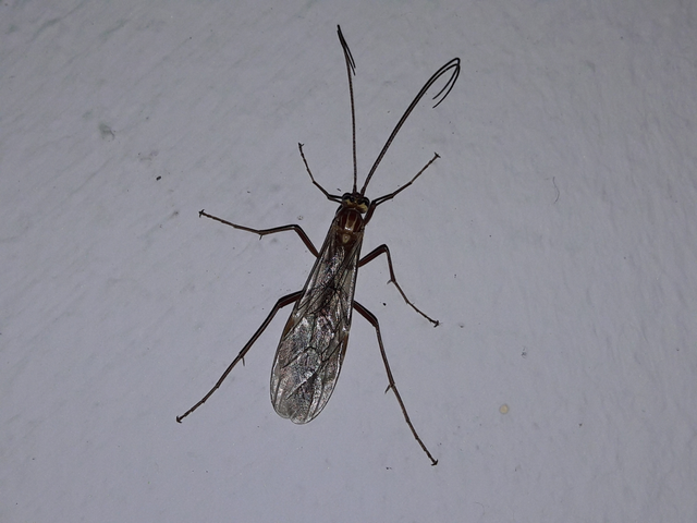 Ophion obscuratus