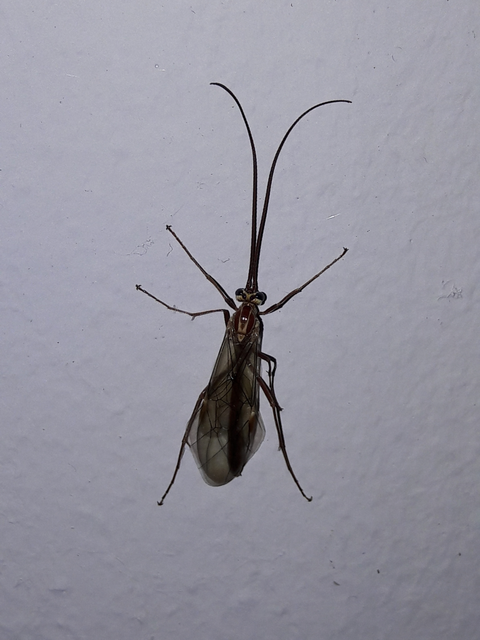 Ophion obscuratus