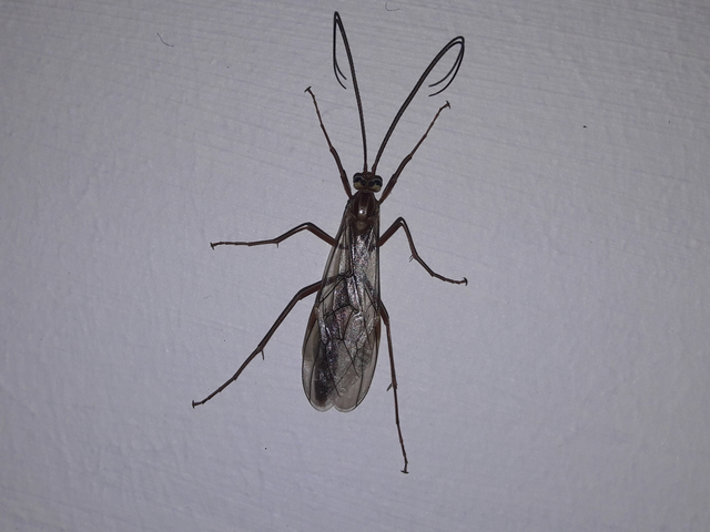 Ophion obscuratus
