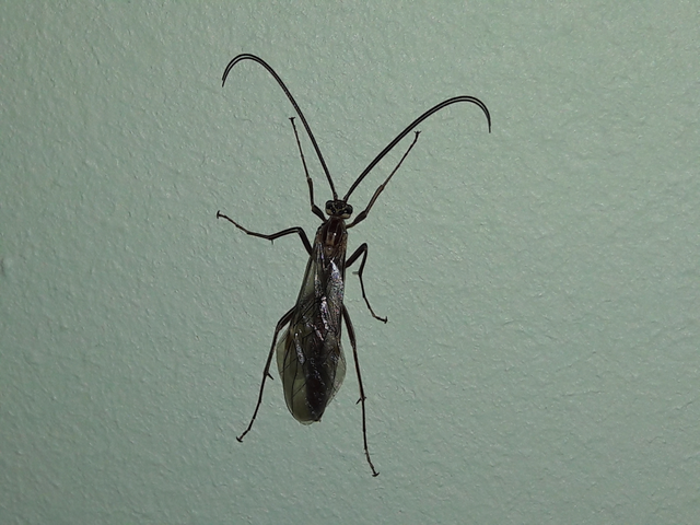 Ophion obscuratus